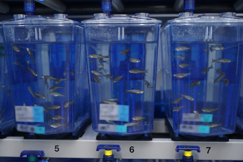 Three chambers in a study on opportunistic infections with burkholderia cepacia complex using zebra fish embryos.