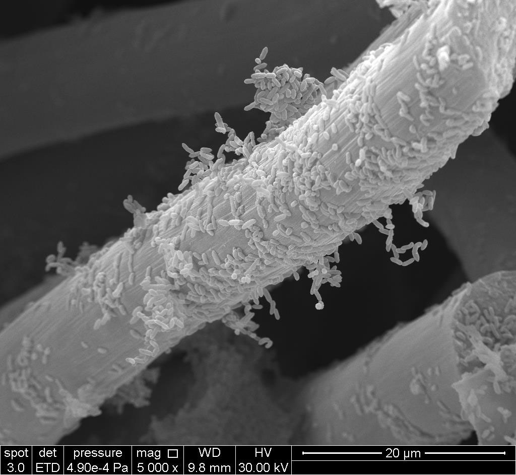 Electrochemically-active bacteria growing on a graphite felt electrode.