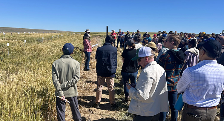 Several attendees gathered in a wheat field under a blue sky as two people give presentation.