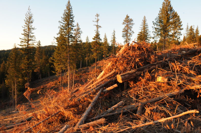 A slash pile in a forest