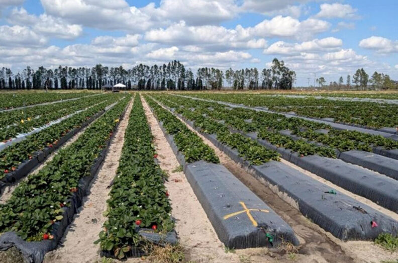 Strawberry crops in California utilizing plastic groundcover. Photo by Funmilayo Adesina