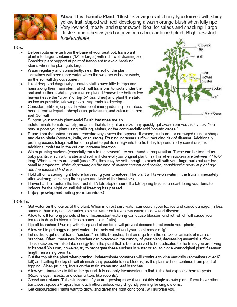 About this tomato plant - Blush1024_1