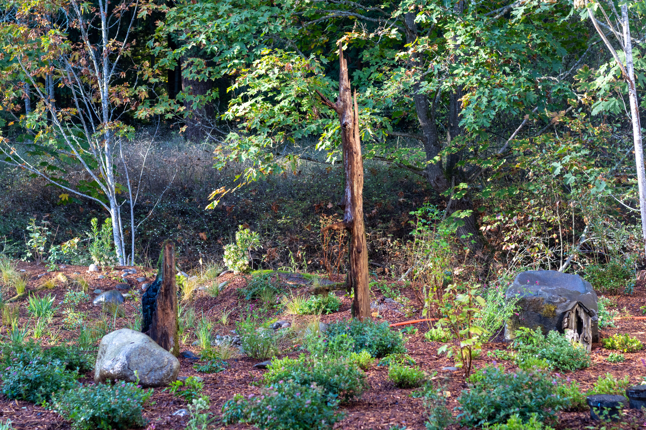 Rain garden after planting
