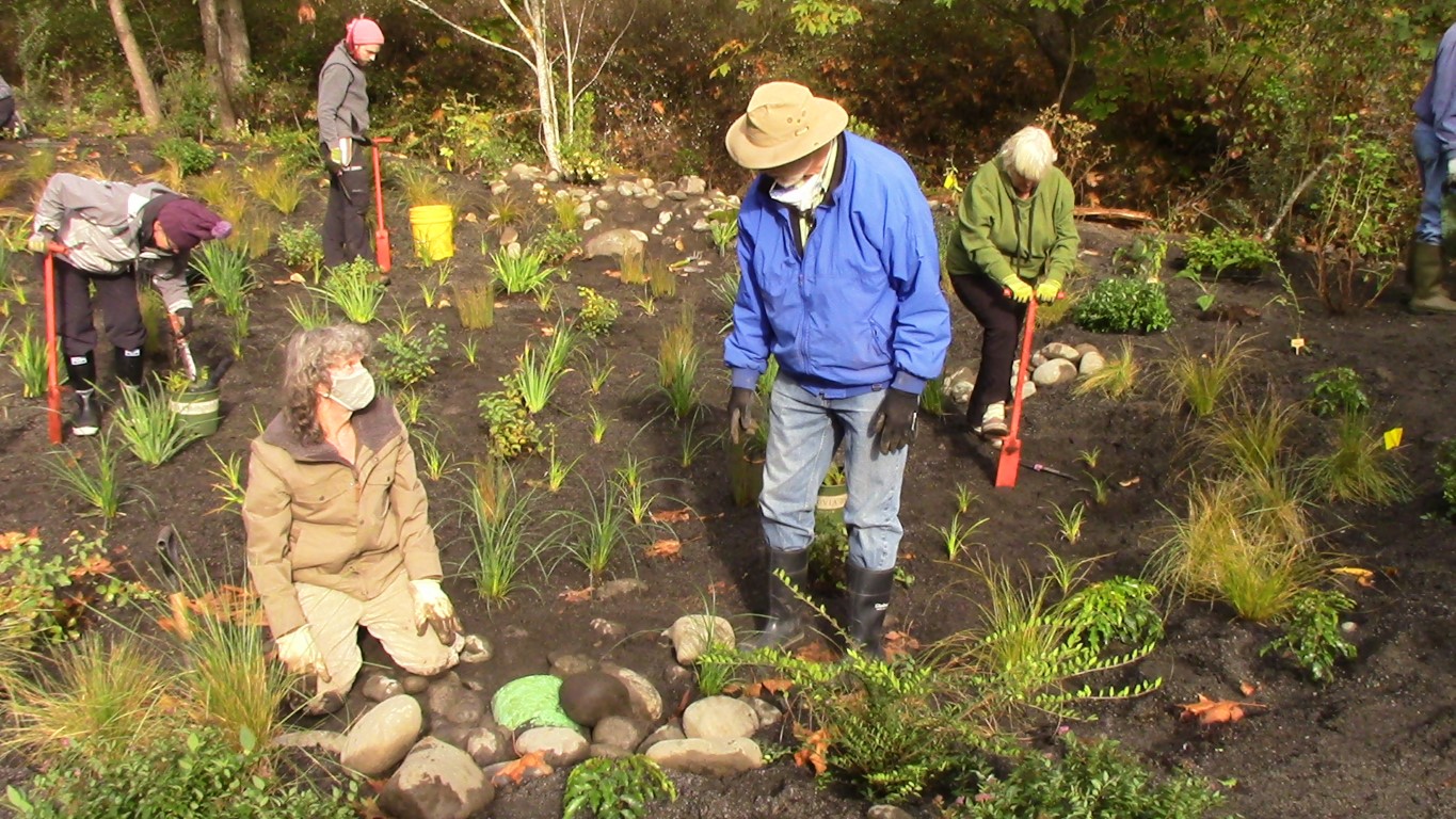 People working in a rain garden