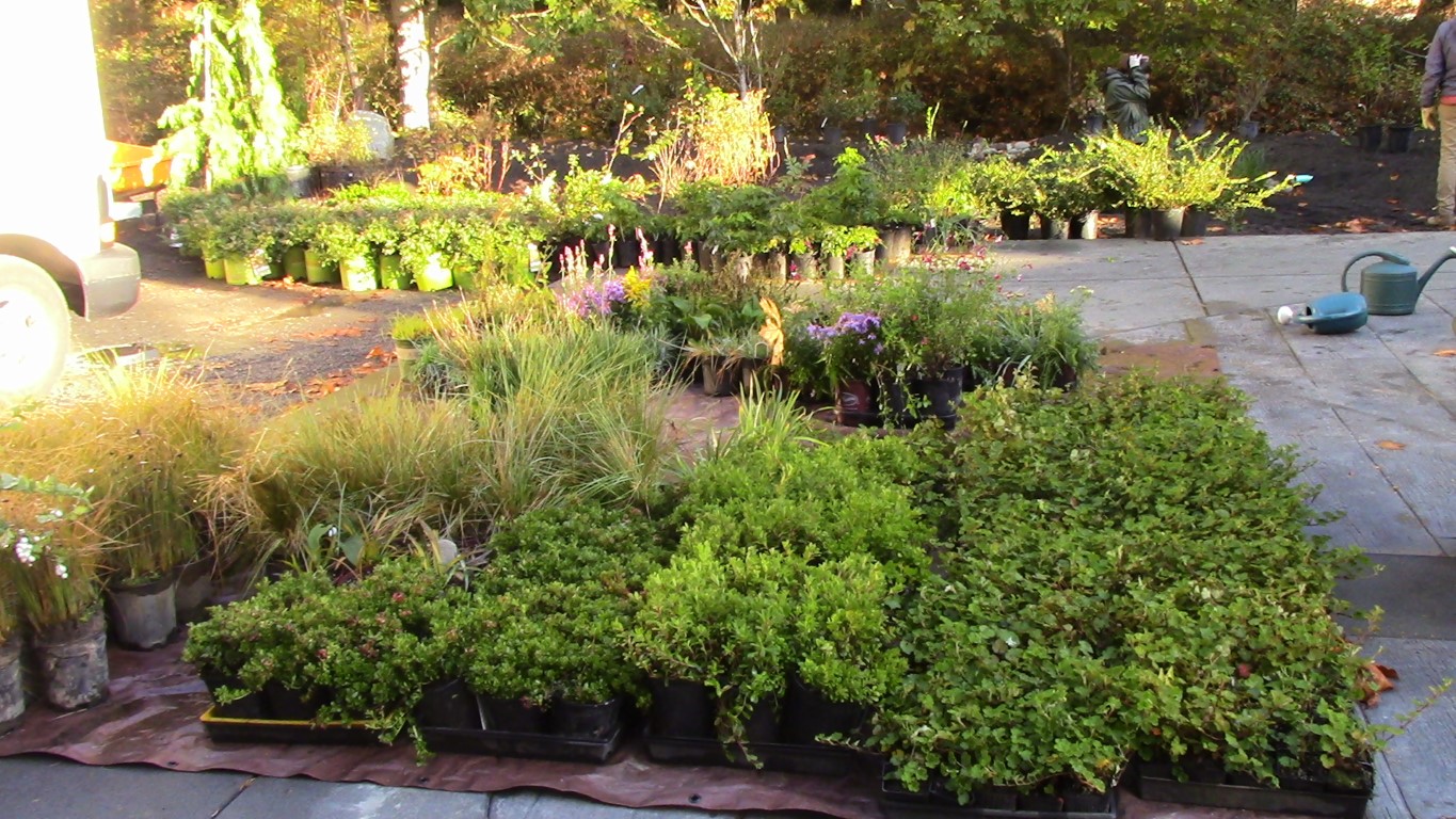 Plants in pots and flats on the ground