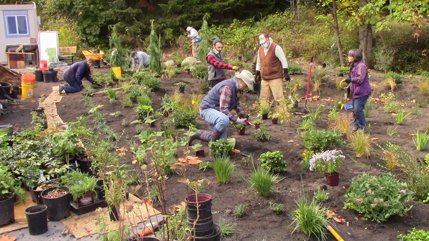 People working in a rain garden