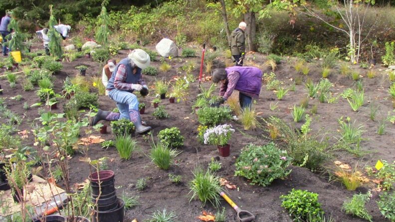 Photo of people kneeling and planting in the rain garden