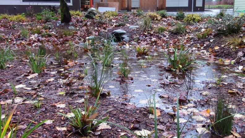 Water in the rain garden