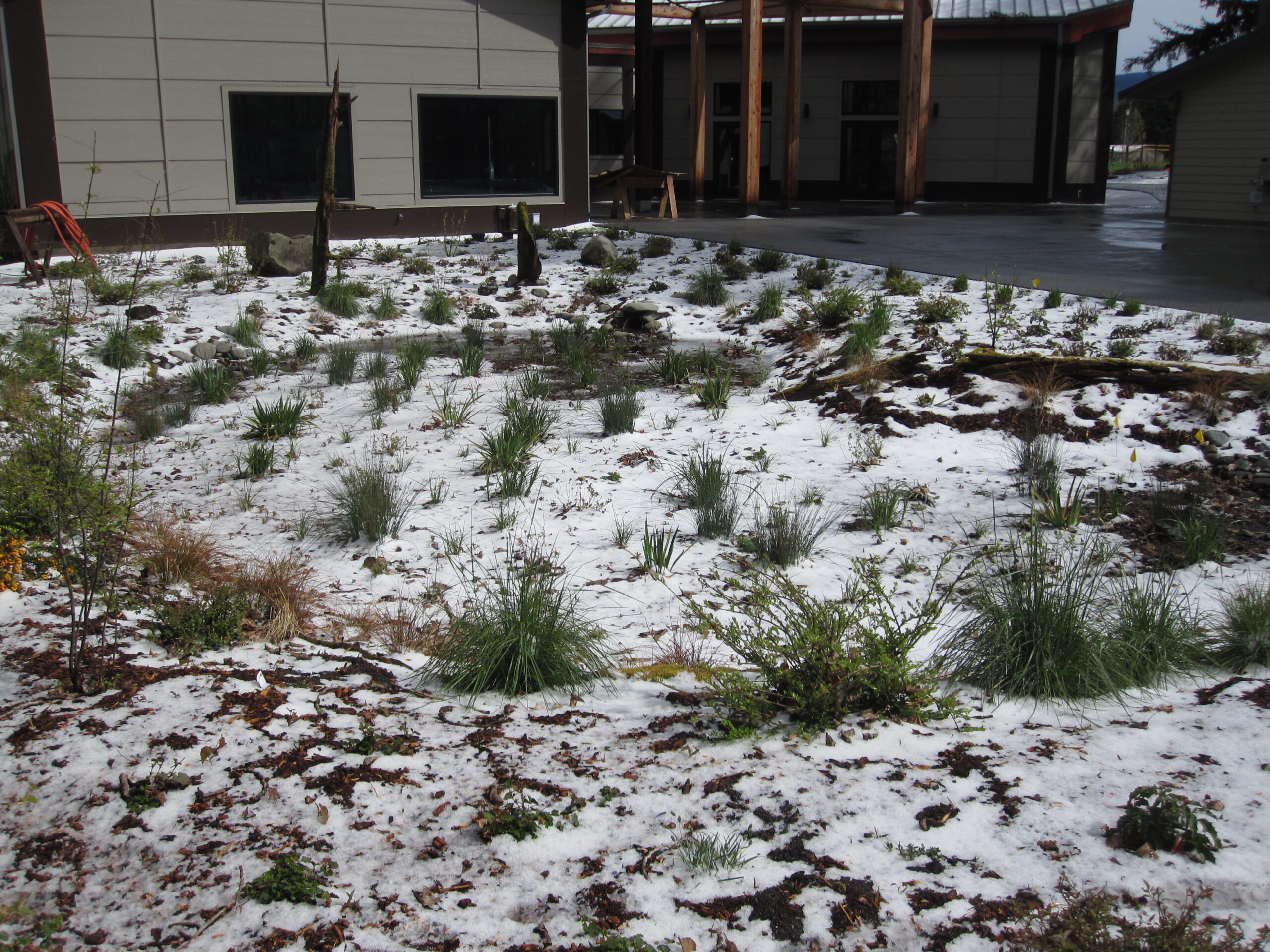 heavy hail in a rain garden