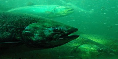 photo by Josh Larios