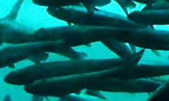 Finding Fish Patterns thumbnail