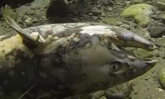 Spawning Salmon story thumbnail