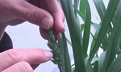 Drought Tolerant Wheat story thumbnail