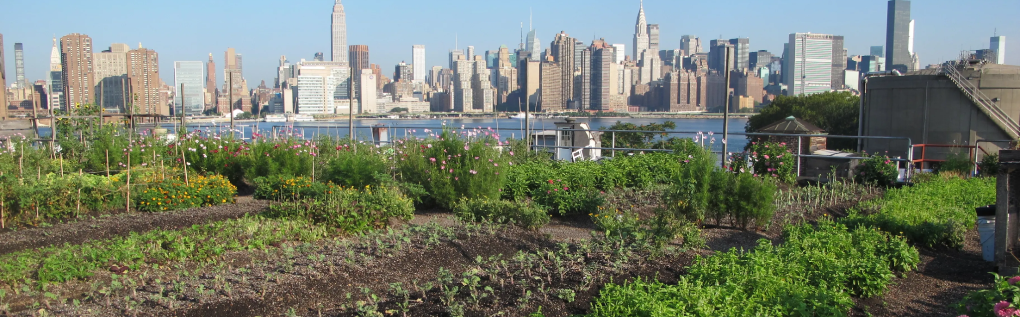Urban Agriculture