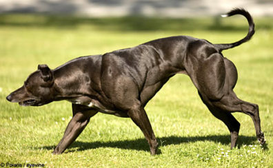 Rodgers Myostatin Example