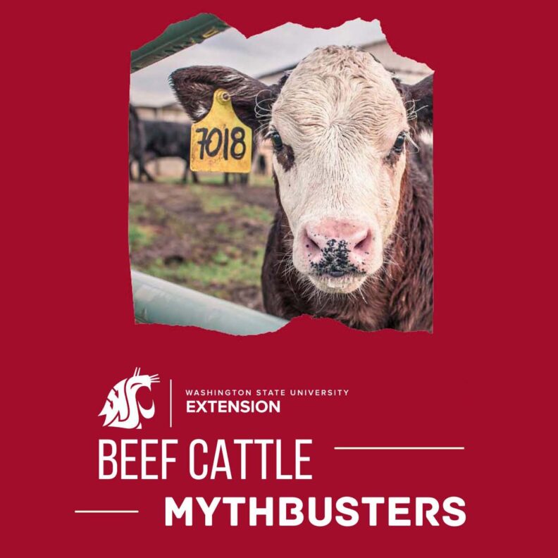 Beef Cattle Mythbusters