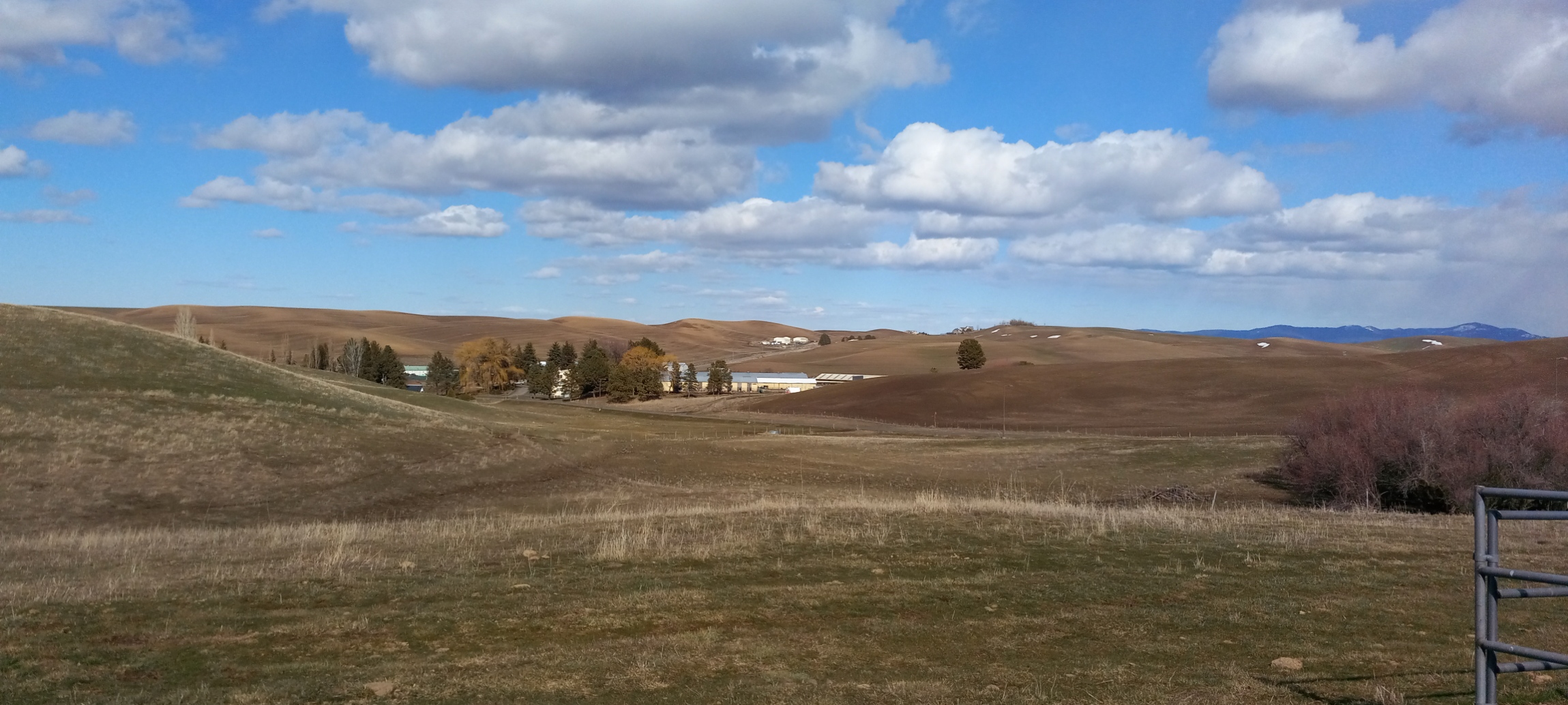 View of the Dairy from the Beef Center