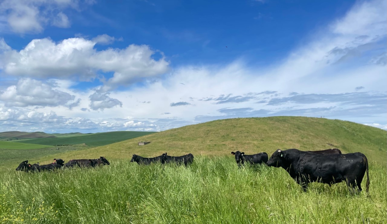 Cattle on the Palouse