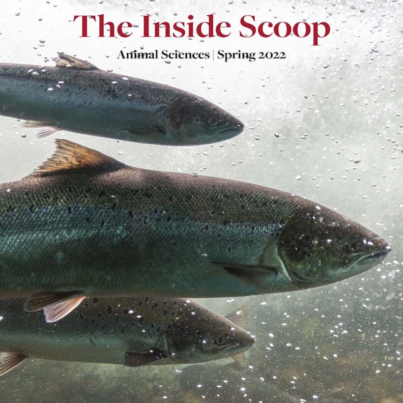 The Inside Scoop Spring 2022 cover with fish