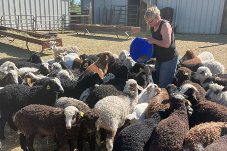 Nancy Irlbeck feeding sheep