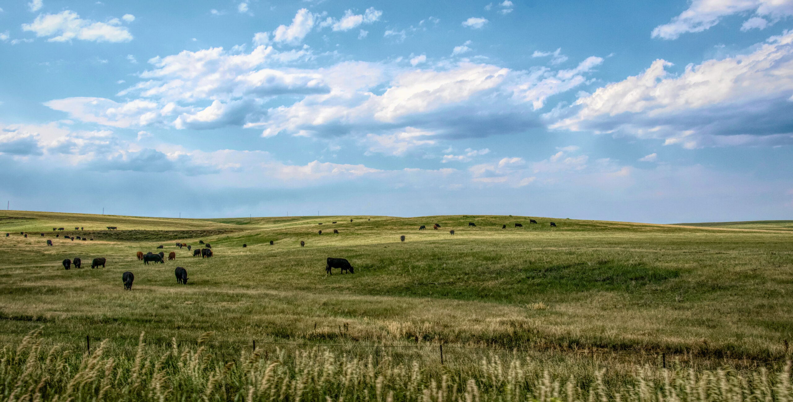 Fields and grazing herds of cattle