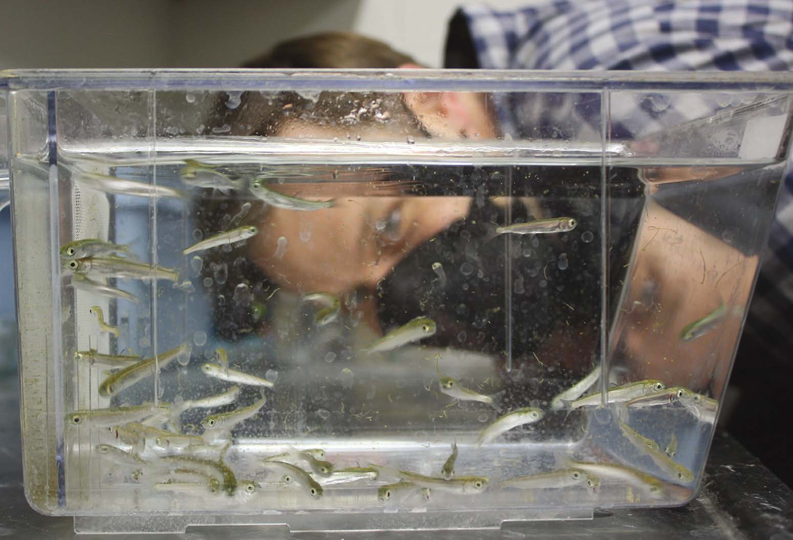 Dr. Michael Phelps inspecting juvenile fish.