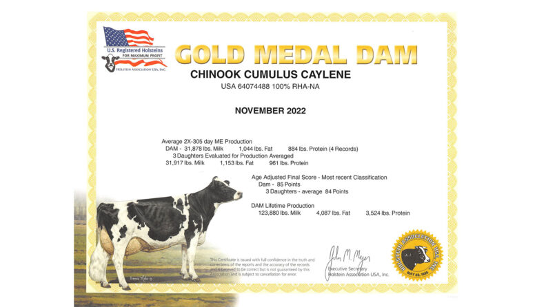 Gold Medal Dam certificate Chinook Cumulus Caylene
