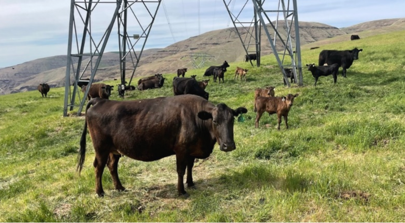 Dam with herd in background