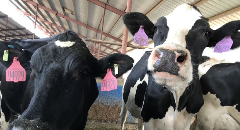 Two cows with colorful ear tags