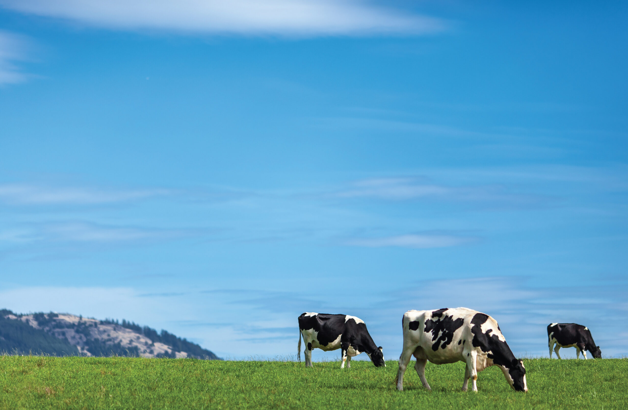 Dairy cows grazing