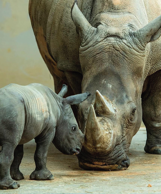 A white rhinoceros cow and her calf