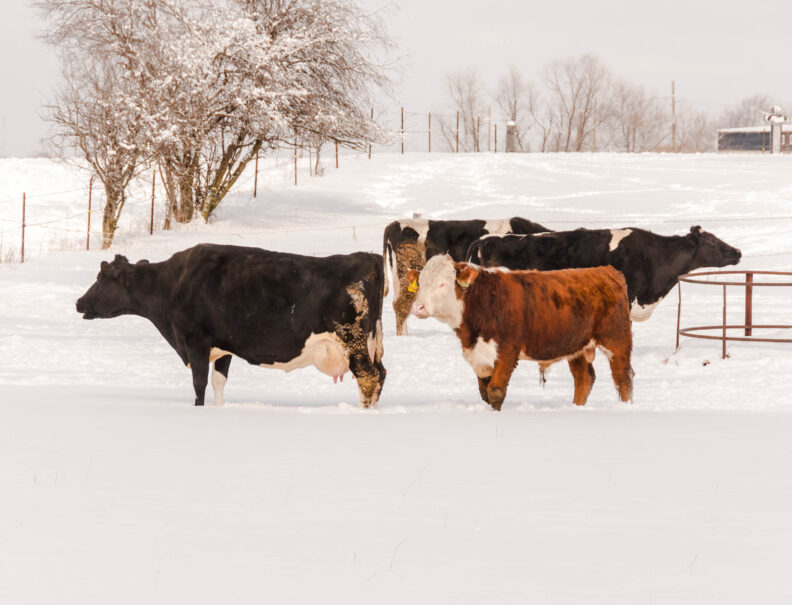 Cattle in the snow