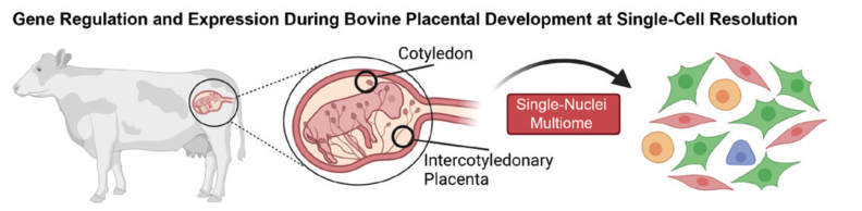 Gene regulation and expression diagram