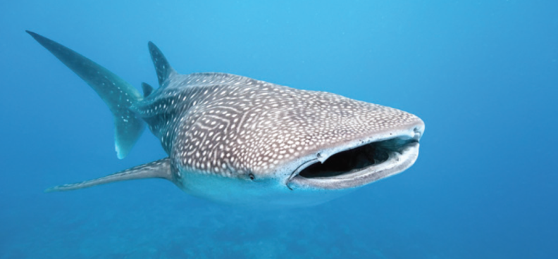 Whale shark
