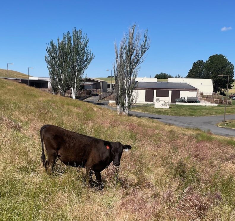 Wagyu heifer Miss L120