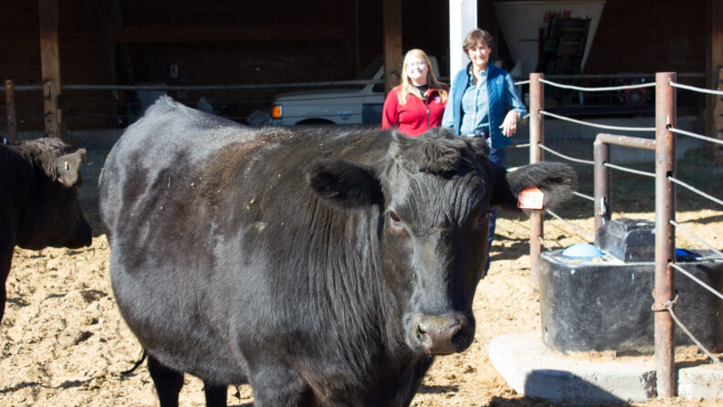 Dr. Holly Neibers and Dr. Kimberly Davenport with steers at the WSU Cattle Lab
