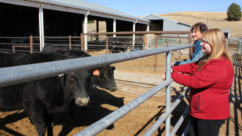 Dr. Davenport and Dr. Neibergs with steers at the Cattle Lab
