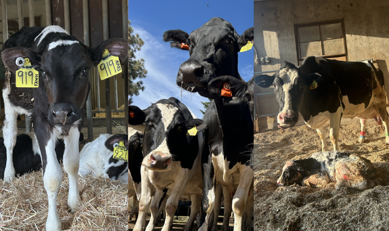 cow and calf collage