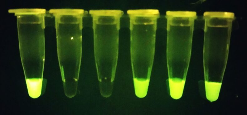 Fluorescent green vials