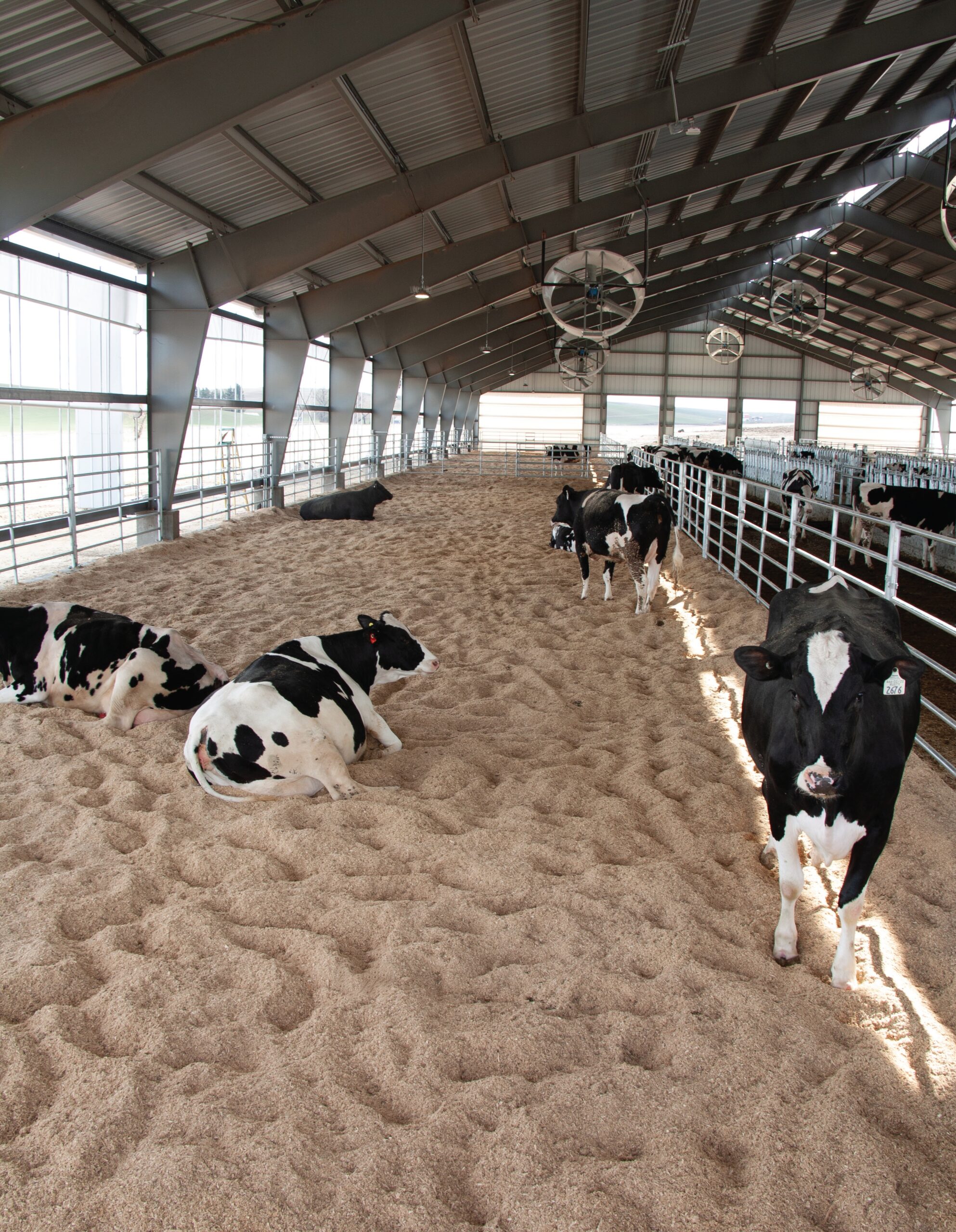 Inside view of the new compost bedded pack barn at the Knott Dairy Center