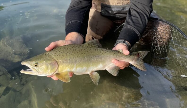 Person holding a fish