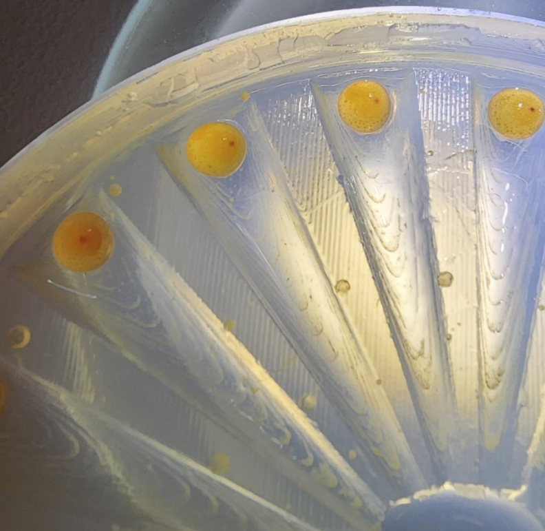 Fish eggs