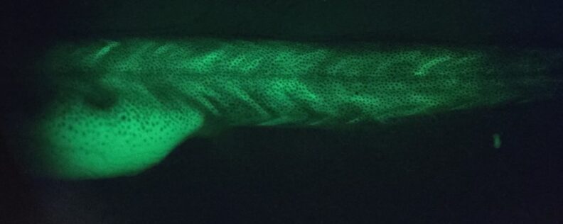 Fluorescent green fish