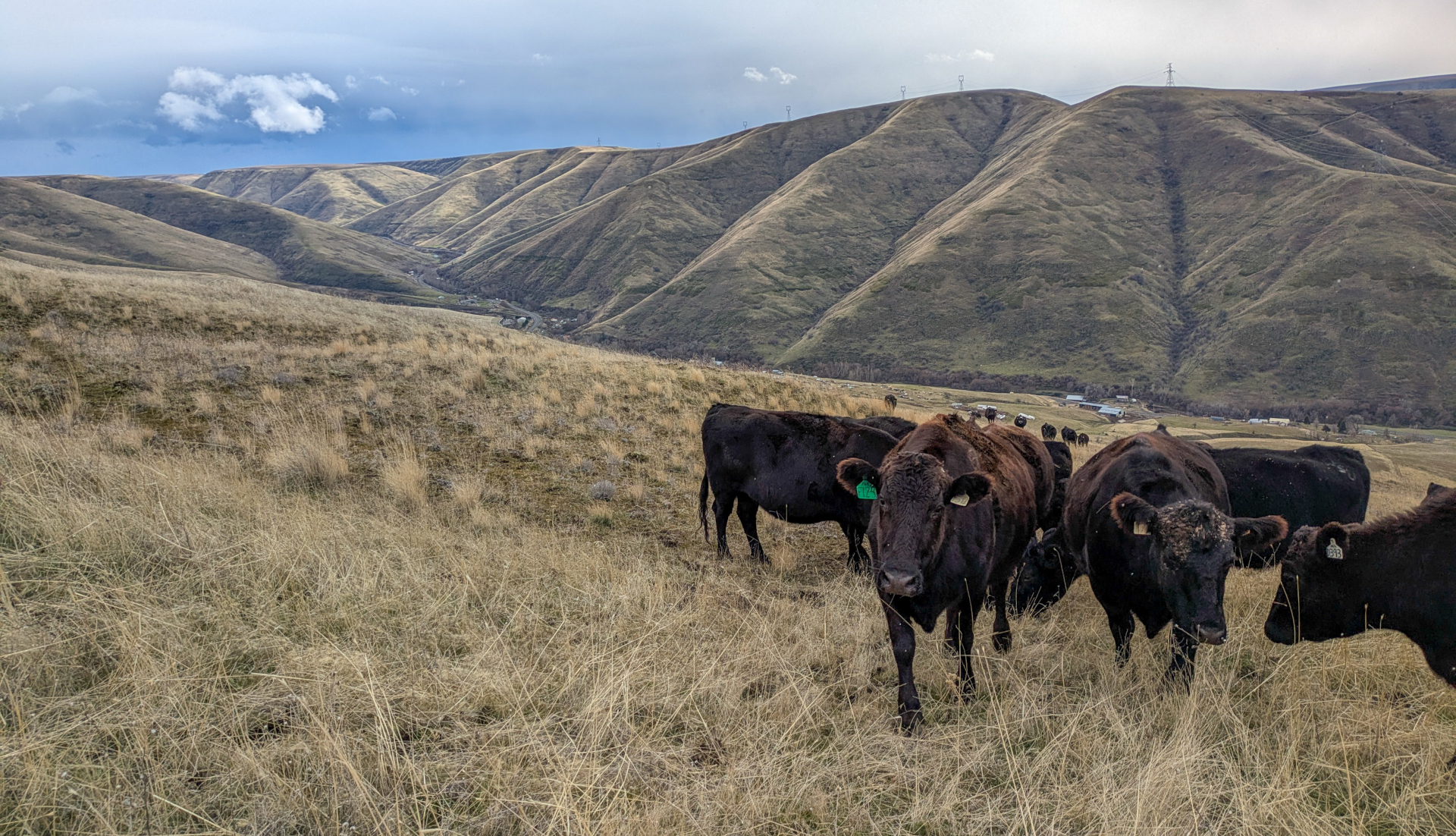 Grazing cattle