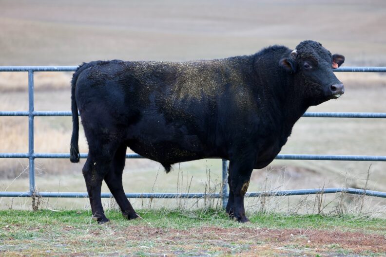 WSU Wagyu Bull