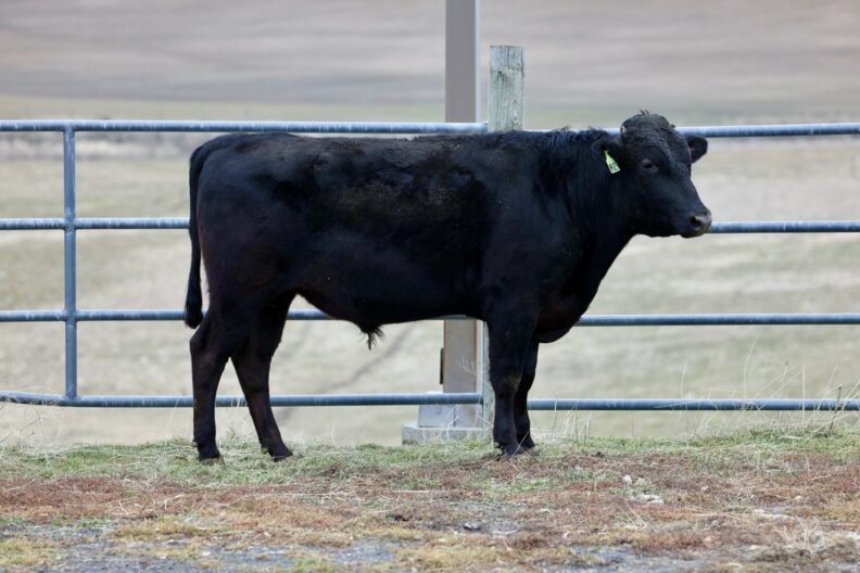 WSU Wagyu Bull