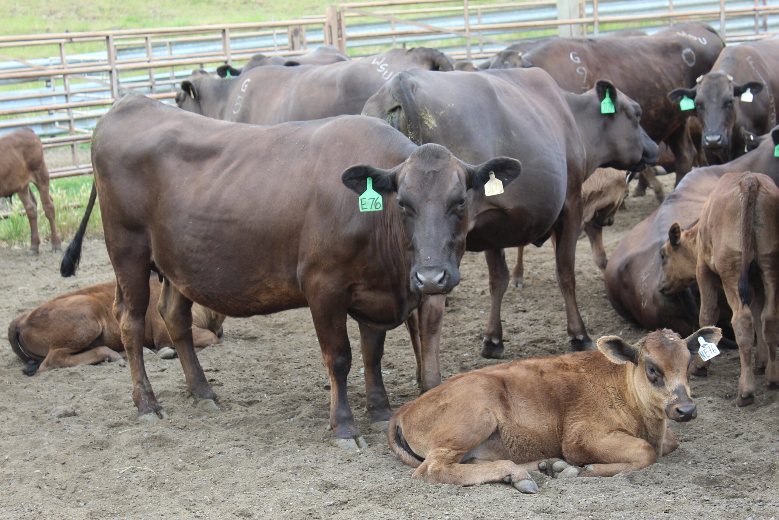 Wagyu cow and calf in pen