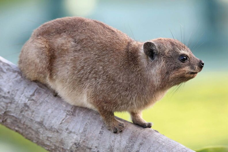 rock hyrax