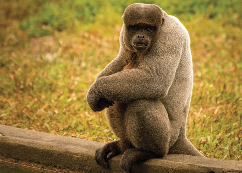 Woolly monkey