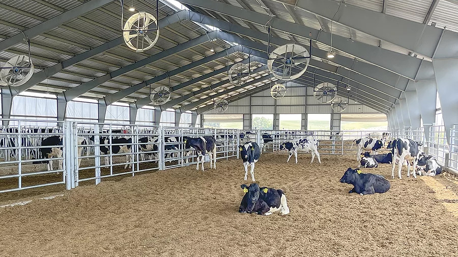 Dairy cows in the barn